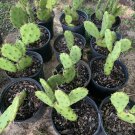 Prickly Pear Cactus Plant In Pot