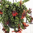 Lipstick plant pot included indoor or outdoor easy maintenance