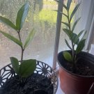 zz plant neon color in vase