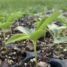 passion fruit live plant With Pot 4”Organic Tree