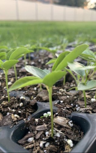 passion fruit live plant With Pot 4&acirc;��Organic Tree