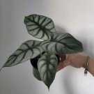 Silver Dragon Plant In Pot