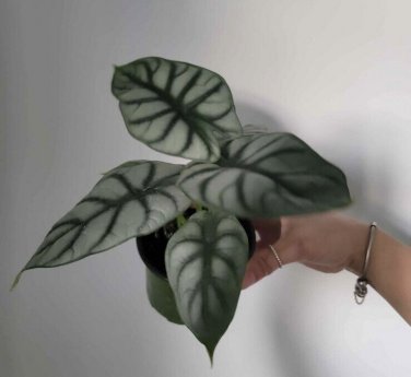 Silver Dragon Plant In Pot