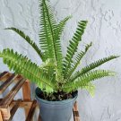 boston fern live plant In Pot