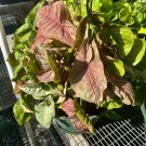 syngonium Plant 1 Gallón Basket