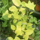 Neón Pothos In Pot