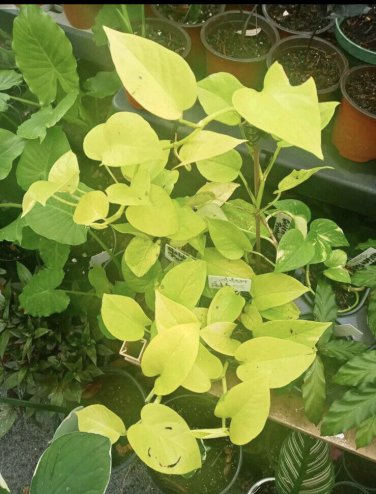 Ne&Atilde;&sup3;n Pothos In Pot
