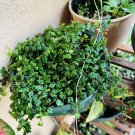 string of frogs Plant In Pot 2” Or 4” Exotic Plant