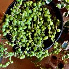 String Of Pearls Plant With Pot Included Med Size