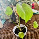 Monstera Plant In Vase 12” Monstera Plant