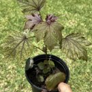 Cranberry Hibiscus Tree Orgánico In Pot Edible Plant