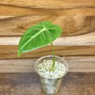 alocasia frydek In Pot
