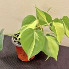 Philadendrum Brazil Plant In Pot