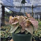 Syngonium Pink Variagate In Basket