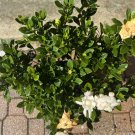 jasmine plant indoor In Pot Med Size With Flowers And Really Good Odor