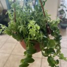 Lipstick Plant 6” Basket large Plant In Basket