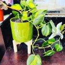 pothos houseplants Evils Pothos With Vase Included 12” in Pot