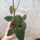 philodendron micans In Pot