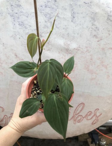 philodendron micans In Pot