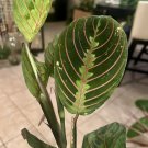Prayer plant with pot included easy maintenance indoor or outdoor