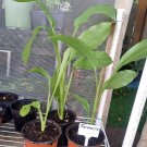 tumeric plant In Pot