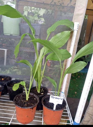 tumeric plant In Pot