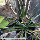 pink pineapple plant Organic In Pot
