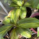 Cordyline Plant In Vase