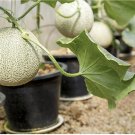 Fruits Tree Cantaloupe Tree/plant Organic With Por Included