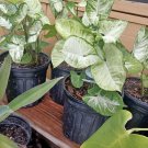 syngonium albo variegated In Por Big Size