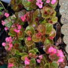 Begonias cocktail tekila in vase
