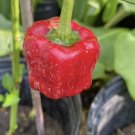 live pepper plants In Pot 1/2 Gallon
