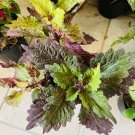 coleus plants live In Pot Exotic Plant