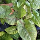 syngonium milk confetti In Pot Médium Plant Size