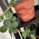 Peperomia hope plant in vase