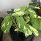 Calathea Plant in vase medium