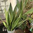 rare snake plant sansevieria In Pot