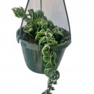 live house plants rooted indoor sucullent mediym plant hanging plant pot incl