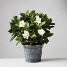 gardenia live plants In Pot Fresh Odor Un Your Home