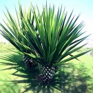 Agave Sisalana Seed Century Exotic Succulent Sisal Cactus Tree