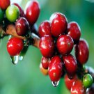 10 Coffea Arabica Seed Tropical Exotic Coffee Bean Indoor House Tree
