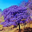 10 Holywood Lignum Vitae Guaiacum Officionale Tree Seed Exotic Hard Wood