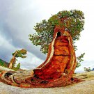 20 Bristlecone Pine Seed Pinus Aristata Oldest Living Tree In The World