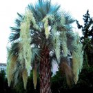 20 Mexican Blue Hesper Fan Palm Tree Seed Grey Goddess Tropical Cold