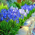 25 Dwarf Blue Lily Of The Nile Flower Seed Agapanthus Peter Pan House