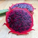 25 Red Dragon Vine Seed Cactus Pitaya Huge 12 Flowers H. Costaricensis