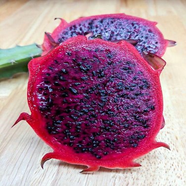 25 Red Dragon Vine Seed Cactus Pitaya Huge 12 Flowers H. Costaricensis