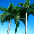 3 Foxtail Palm Tree Seed Wodyetia Bifurcata Clean & Sink Tested
