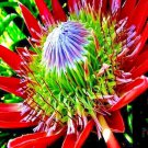 5 King Protea Cynaroides Seed Giant 12 Flowers Exotic Garden