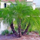 Dwarf Pygmy Date Palm Tree Seed Phoenix Roebelinii Great Indoor House